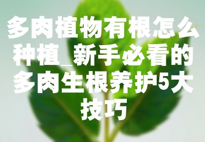 多肉植物有根怎么种植_新手必看的多肉生根养护5大技巧