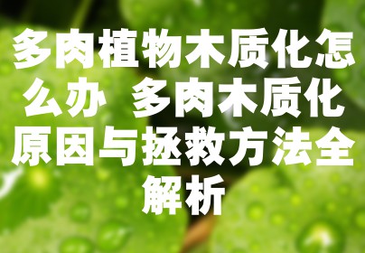 多肉植物木质化怎么办 多肉木质化原因与拯救方法全解析