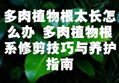 多肉植物根太长怎么办 多肉植物根系修剪技巧与养护指南