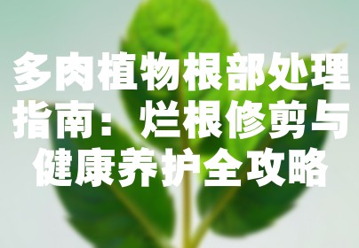 多肉植物根部处理指南：烂根修剪与健康养护全攻略