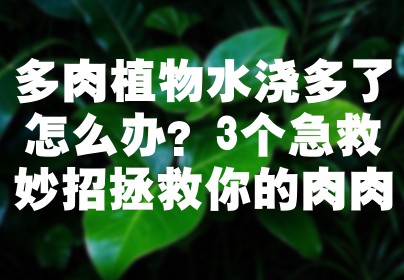 多肉植物水浇多了怎么办？3个急救妙招拯救你的肉肉