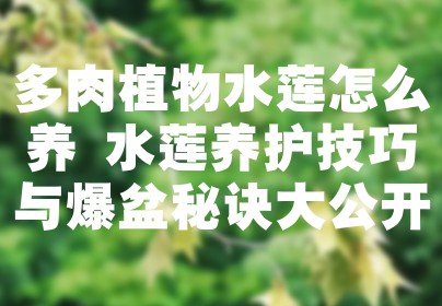 多肉植物水莲怎么养 水莲养护技巧与爆盆秘诀大公开