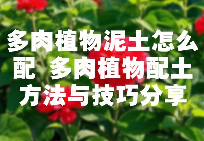 多肉植物泥土怎么配 多肉植物配土方法与技巧分享