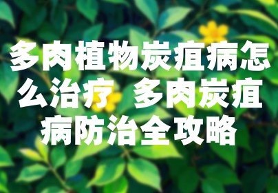 多肉植物炭疽病怎么治疗 多肉炭疽病防治全攻略