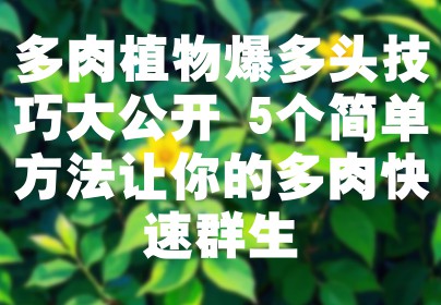 多肉植物爆多头技巧大公开 5个简单方法让你的多肉快速群生