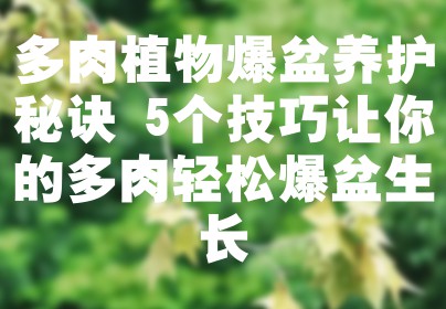 多肉植物爆盆养护秘诀 5个技巧让你的多肉轻松爆盆生长