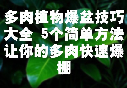 多肉植物爆盆技巧大全 5个简单方法让你的多肉快速爆棚