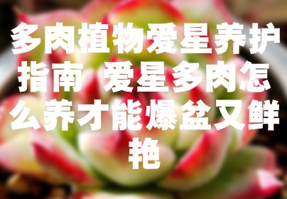 多肉植物爱星养护指南 爱星多肉怎么养才能爆盆又鲜艳