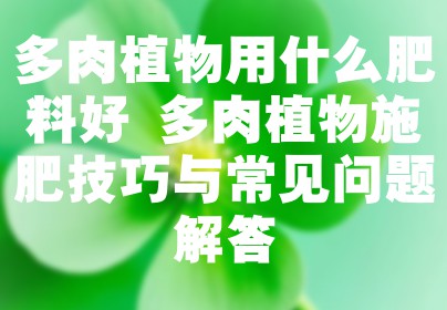 多肉植物用什么肥料好 多肉植物施肥技巧与常见问题解答