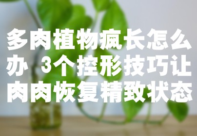 多肉植物疯长怎么办 3个控形技巧让肉肉恢复精致状态
