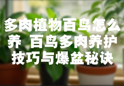 多肉植物百鸟怎么养 百鸟多肉养护技巧与爆盆秘诀