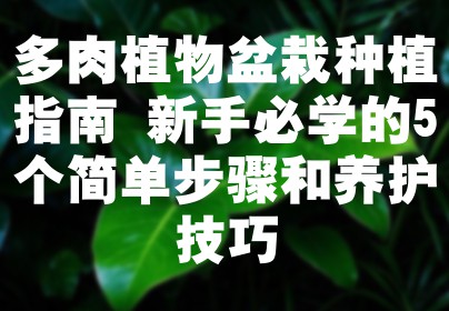 多肉植物盆栽种植指南 新手必学的5个简单步骤和养护技巧