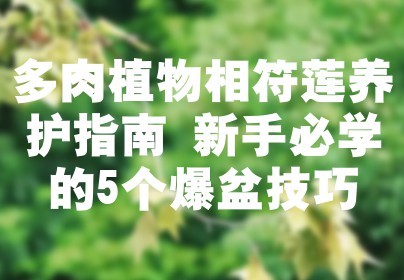 多肉植物相符莲养护指南 新手必学的5个爆盆技巧