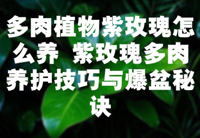 多肉植物紫玫瑰怎么养 紫玫瑰多肉养护技巧与爆盆秘诀