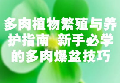 多肉植物繁殖与养护指南 新手必学的多肉爆盆技巧