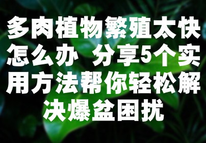 多肉植物繁殖太快怎么办 分享5个实用方法帮你轻松解决爆盆困扰
