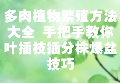 多肉植物繁殖方法大全 手把手教你叶插枝插分株爆盆技巧