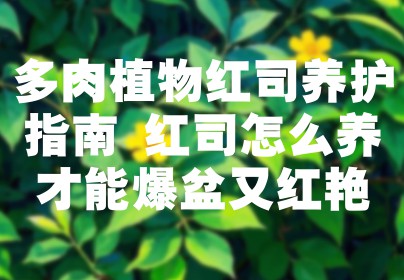 多肉植物红司养护指南 红司怎么养才能爆盆又红艳
