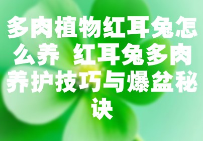 多肉植物红耳兔怎么养 红耳兔多肉养护技巧与爆盆秘诀