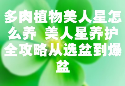 多肉植物美人星怎么养 美人星养护全攻略从选盆到爆盆