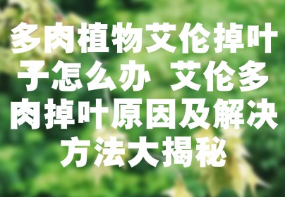 多肉植物艾伦掉叶子怎么办 艾伦多肉掉叶原因及解决方法大揭秘