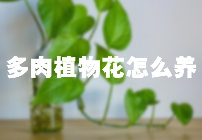 多肉植物花怎么养