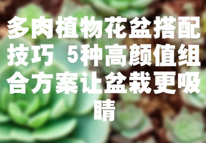 多肉植物花盆搭配技巧 5种高颜值组合方案让盆栽更吸睛