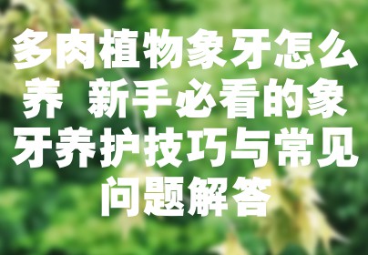 多肉植物象牙怎么养 新手必看的象牙养护技巧与常见问题解答