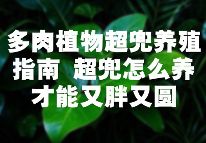 多肉植物超兜养殖指南 超兜怎么养才能又胖又圆