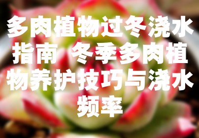 多肉植物过冬浇水指南 冬季多肉植物养护技巧与浇水频率