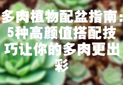 多肉植物配盆指南：5种高颜值搭配技巧让你的多肉更出彩