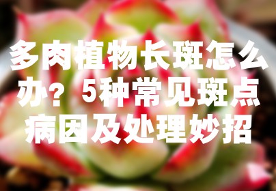 多肉植物长斑怎么办？5种常见斑点病因及处理妙招