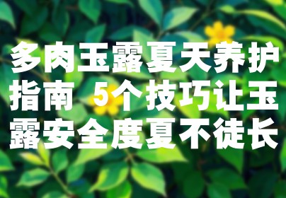 多肉玉露夏天养护指南 5个技巧让玉露安全度夏不徒长