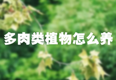 多肉类植物怎么养