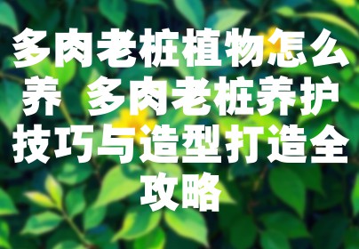 多肉老桩植物怎么养 多肉老桩养护技巧与造型打造全攻略