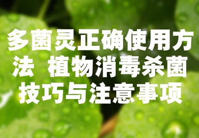 多菌灵正确使用方法 植物消毒杀菌技巧与注意事项