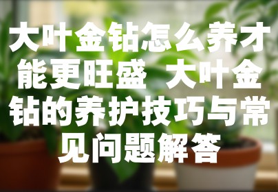 大叶金钻怎么养才能更旺盛 大叶金钻的养护技巧与常见问题解答