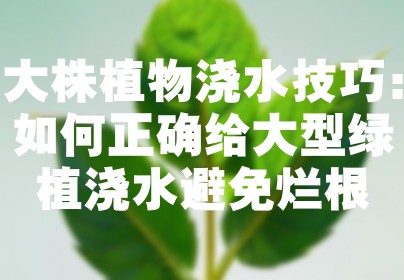大株植物浇水技巧：如何正确给大型绿植浇水避免烂根