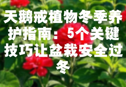 天鹅戒植物冬季养护指南：5个关键技巧让盆栽安全过冬