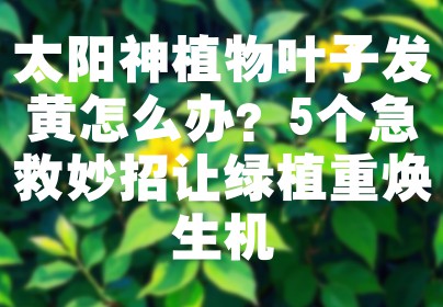 太阳神植物叶子发黄怎么办？5个急救妙招让绿植重焕生机