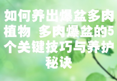 如何养出爆盆多肉植物 多肉爆盆的5个关键技巧与养护秘诀