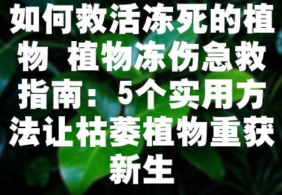 如何救活冻死的植物 植物冻伤急救指南：5个实用方法让枯萎植物重获新生