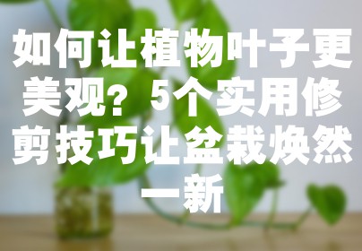 如何让植物叶子更美观？5个实用修剪技巧让盆栽焕然一新
