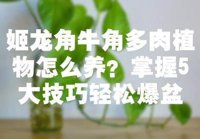 姬龙角牛角多肉植物怎么养？掌握5大技巧轻松爆盆
