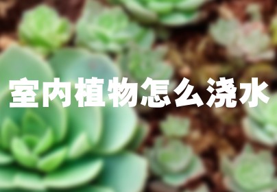 室内植物怎么浇水