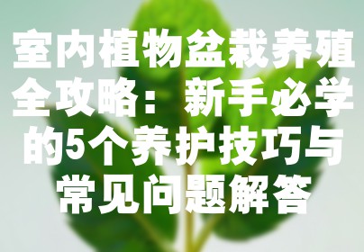 室内植物盆栽养殖全攻略：新手必学的5个养护技巧与常见问题解答