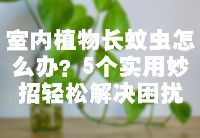 室内植物长蚊虫怎么办？5个实用妙招轻松解决困扰