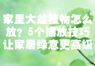 家里大盆植物怎么放？5个摆放技巧让家居绿意更高级