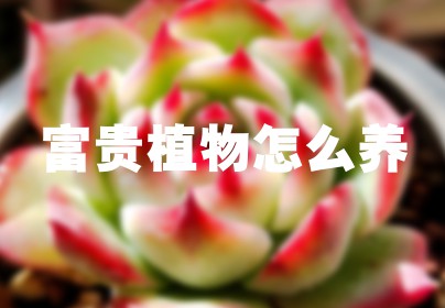 富贵植物怎么养