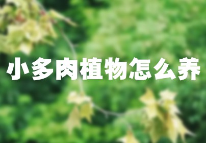 小多肉植物怎么养